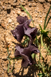 Al-Arz;Iris;Iris-Cedreti;Kaleidos;Kaleidos-images;Lebanon;Middle-East;Near-East;Proche-Orient;Tarek-Charara;Flowers;Endemic;Endangered-species;Endemic-species;Critically-endangered;Critically-endangered-species
